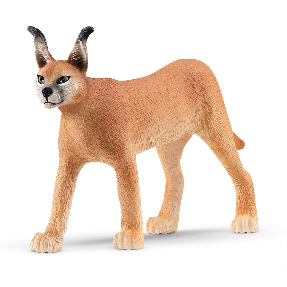 Caracal Female 14867
