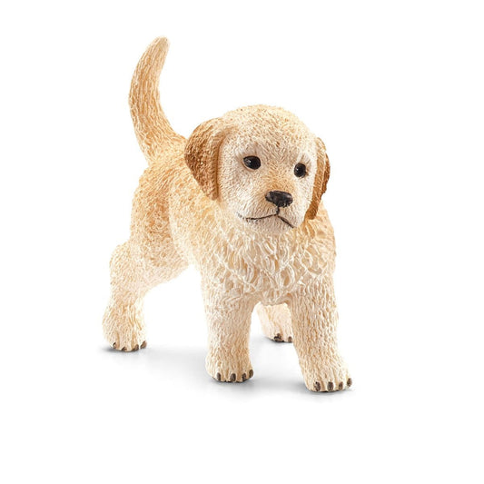 16396 Golden Retriever puppy