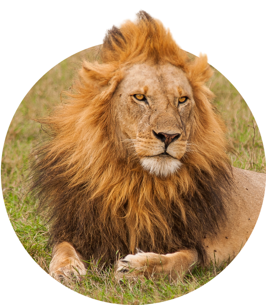 The Excursion Bracelet Lion - River Blue