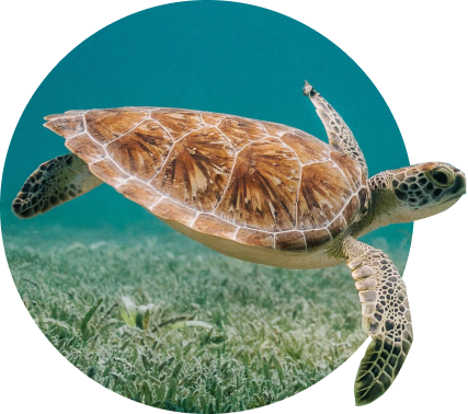 The Journey Bracelet Sea Turtle - Sky Stone