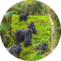 The Traverse Bracelet Gorilla - Keystone