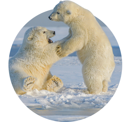 The Venture Bracelet Polar Bear - Glacier Blue