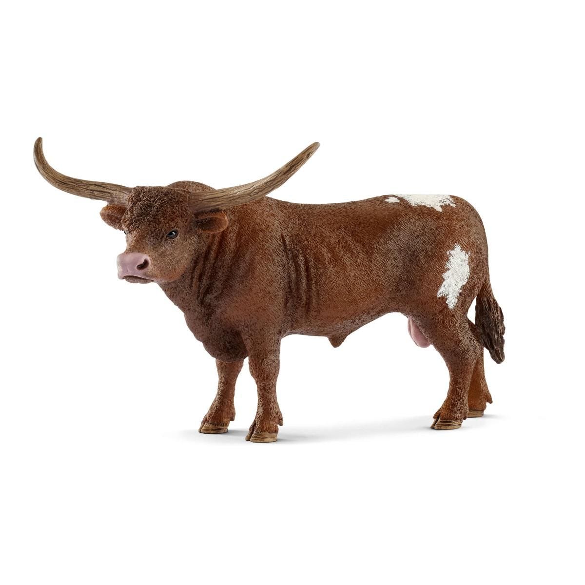 Texas Longhorn bull 13866