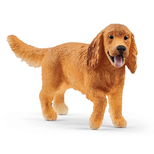 English Cocker Spaniel 13896