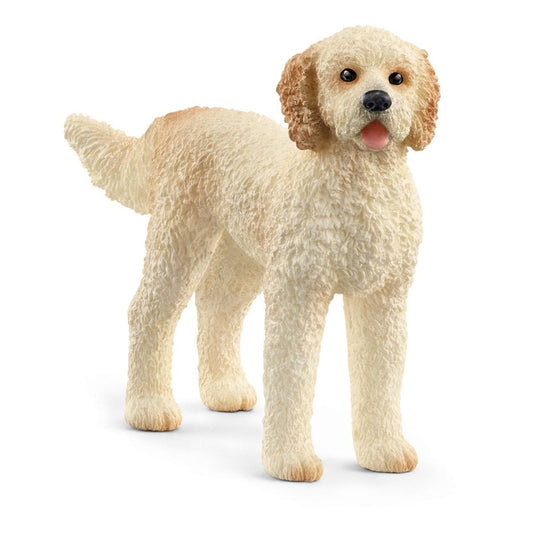Goldendoodle 13939