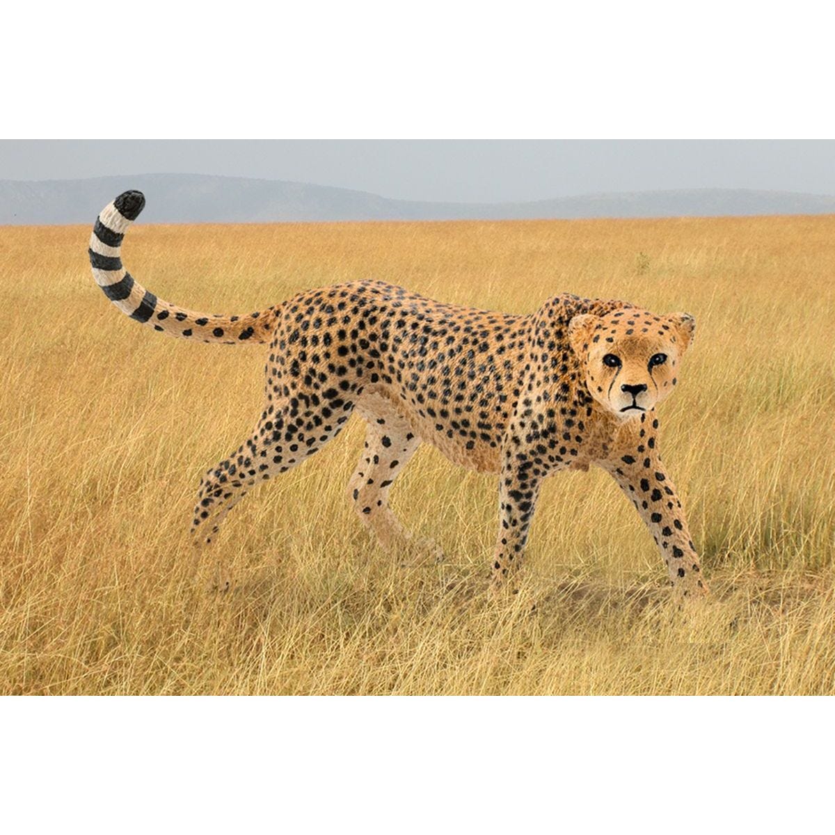 Cheetah, female 14746