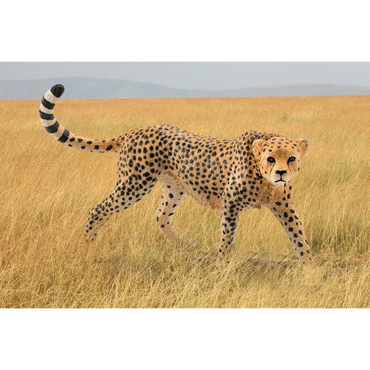 Cheetah, female 14746