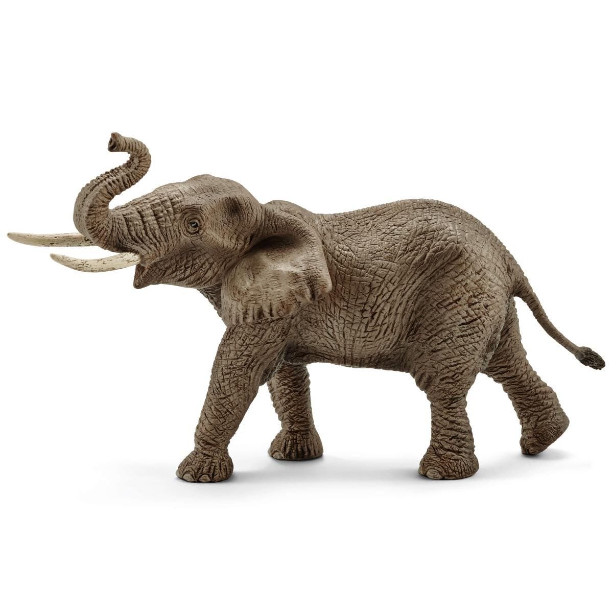 African elephant, male 14762