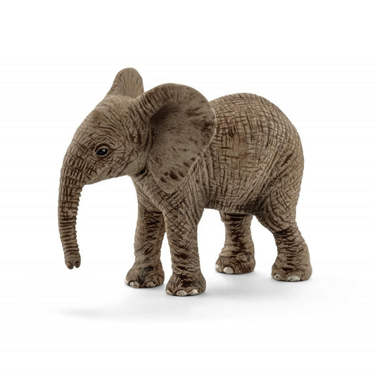 African elephant calf 14763