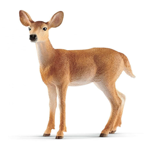 14819 White-tailed doe