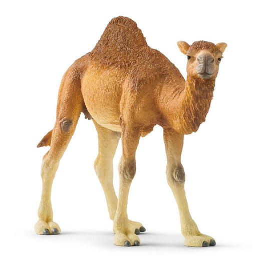 Dromedary 14832