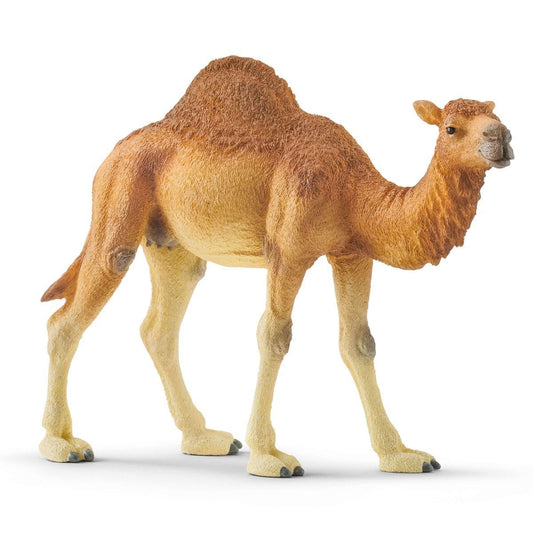 Dromedary 14832