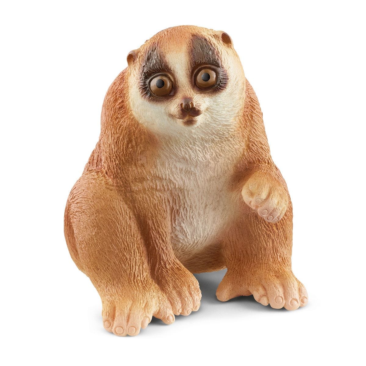 14852 Slow Loris