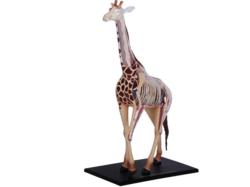 4D Vision Animal Giraffe