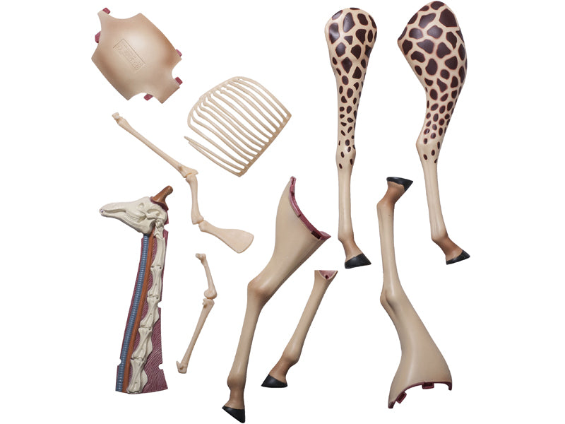 4D Vision Animal Giraffe