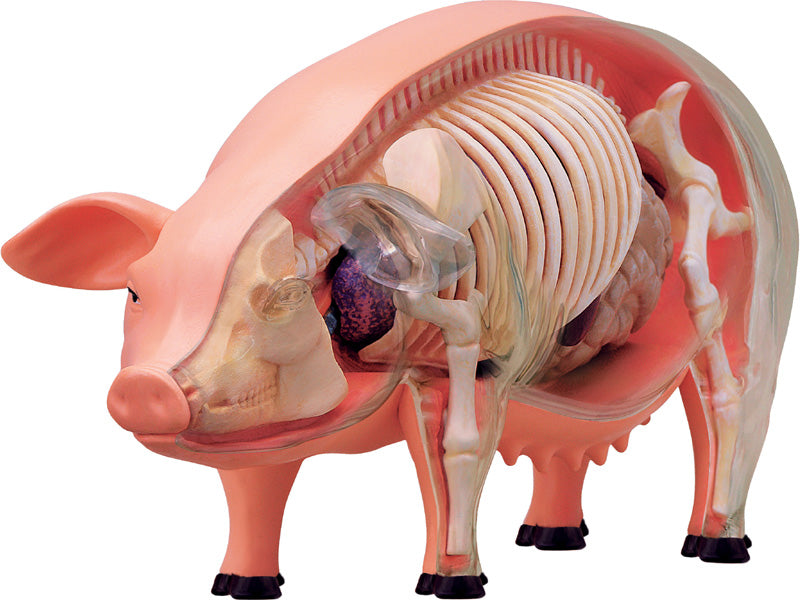4D Vision Animal Pig