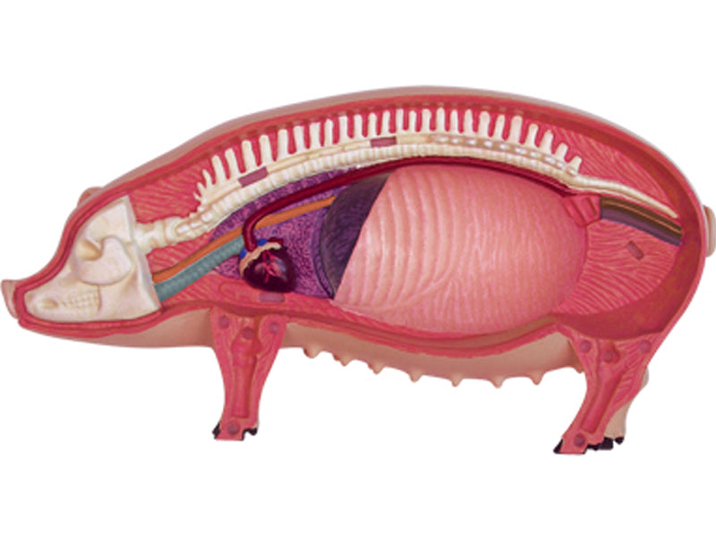 4D Vision Animal Pig