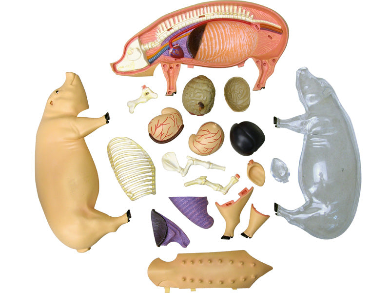 4D Vision Animal Pig