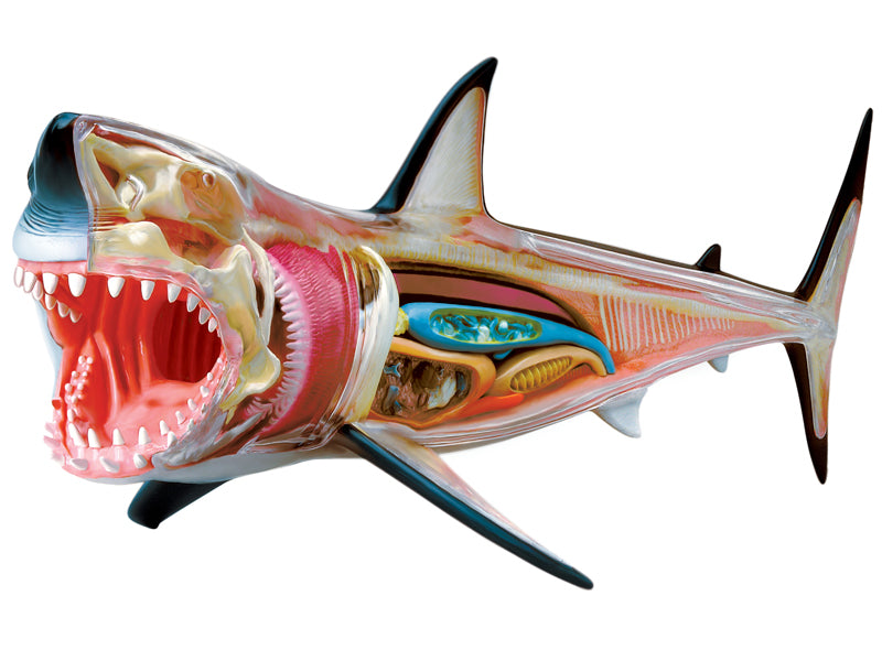 4D Vision Animal Great White Shark