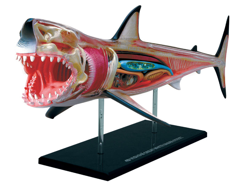 4D Vision Animal Great White Shark