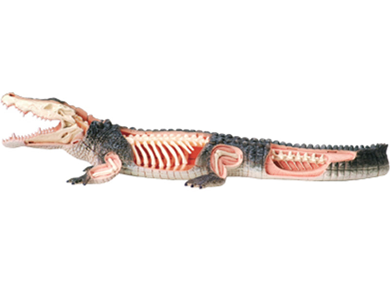 4D Vision Animal Crocodile