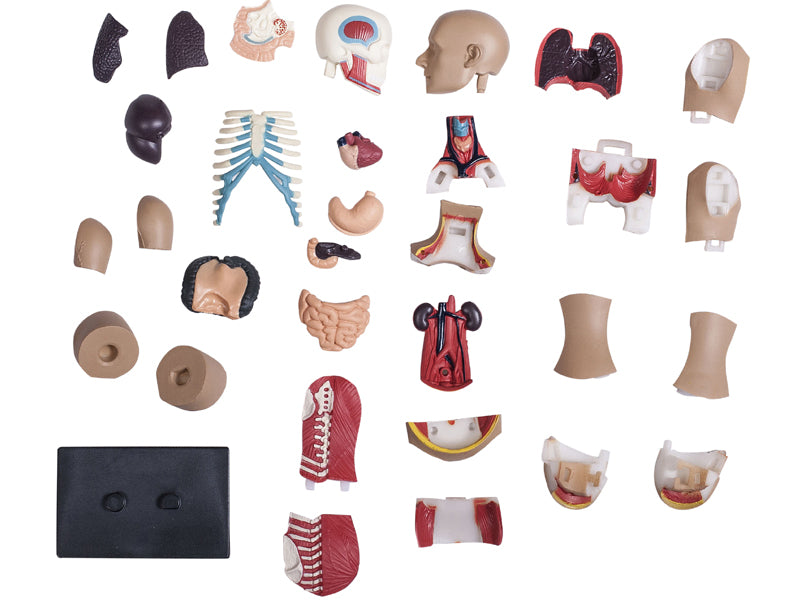 4D Human Anatomy Standard Small Torso