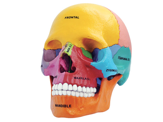 4D Human Anatomy Deluxe Didactic Exploded Skull Model