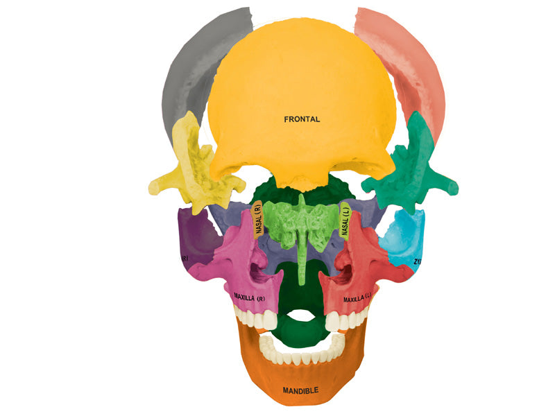 4D Human Anatomy Deluxe Didactic Exploded Skull Model