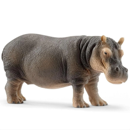 Hippopotamus 14814