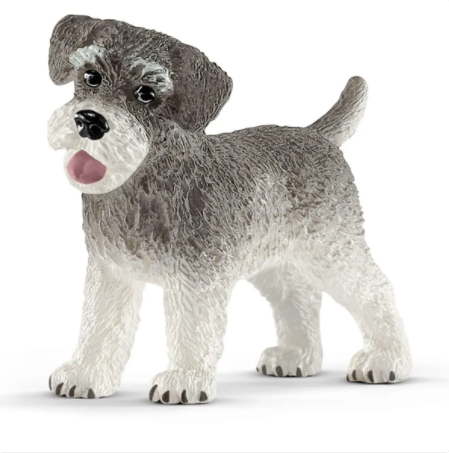 Miniature schnauzer 13892