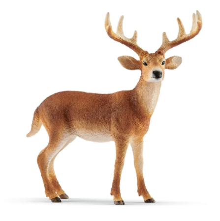 White-tailed buck 14818