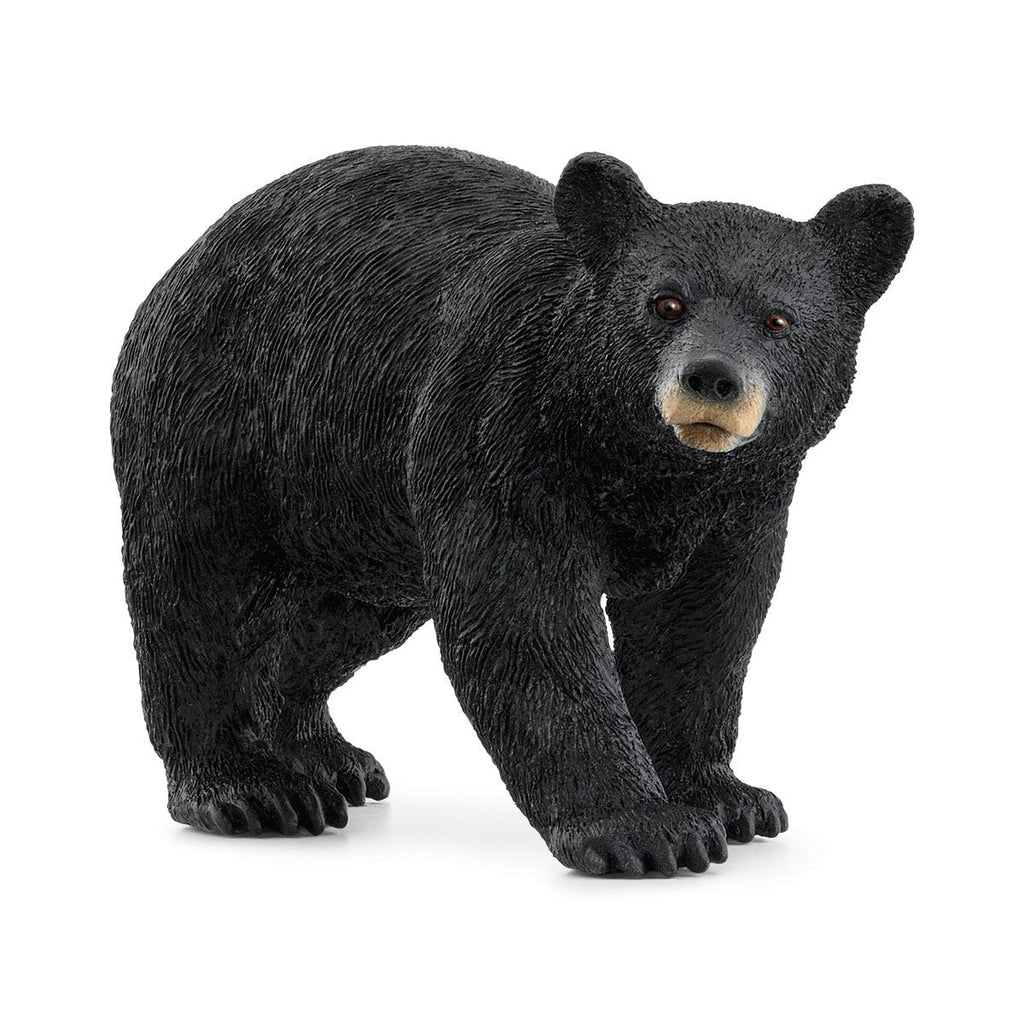 14869 American Black Bear