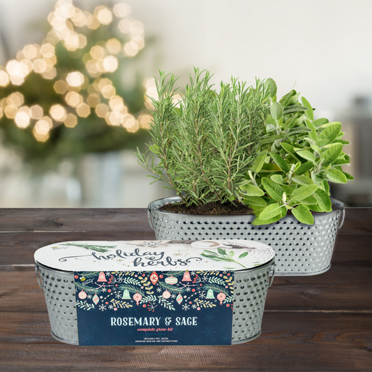 Holiday Herbs Rosemary & Sage Windowsill Grow Kit