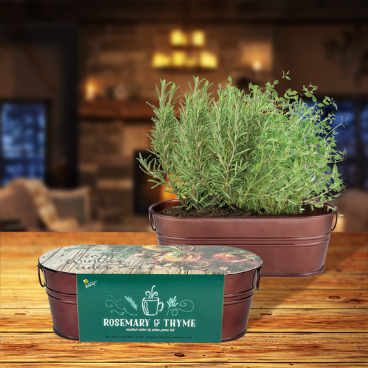 Spiced Cider Rosemary & Thyme Windowsill Grow Kit