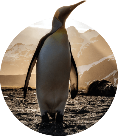 The Passage Bracelet Penguin - Sky Stone