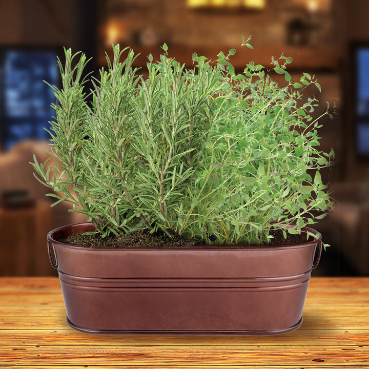 Spiced Cider Rosemary & Thyme Windowsill Grow Kit