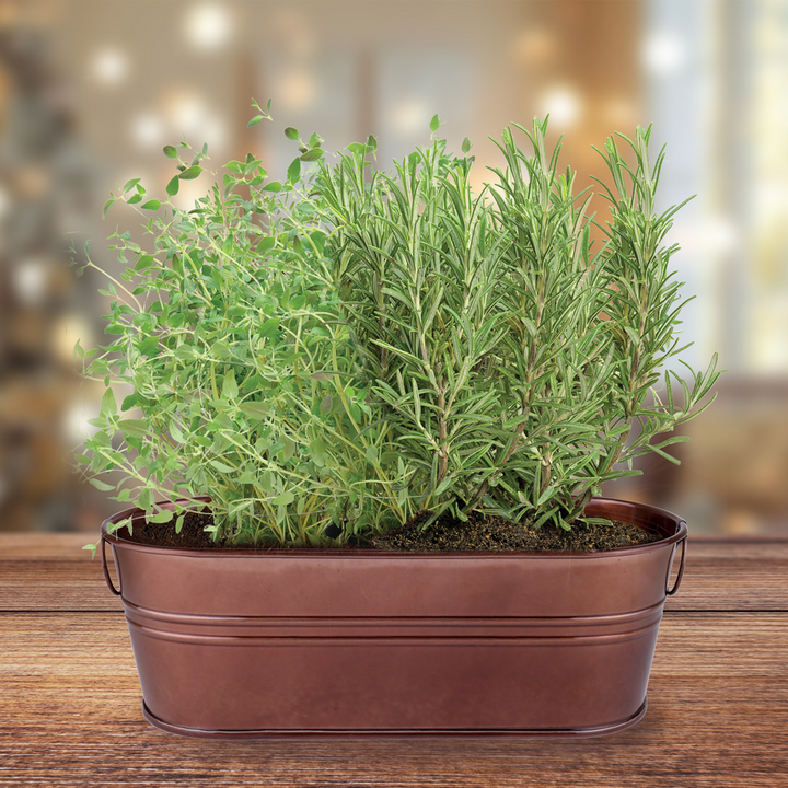 Spiced Cider Rosemary & Thyme Windowsill Grow Kit