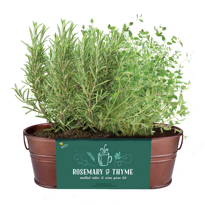 Spiced Cider Rosemary & Thyme Windowsill Grow Kit