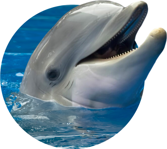 The Odyssey Bracelet Dolphin - Coastal Blue