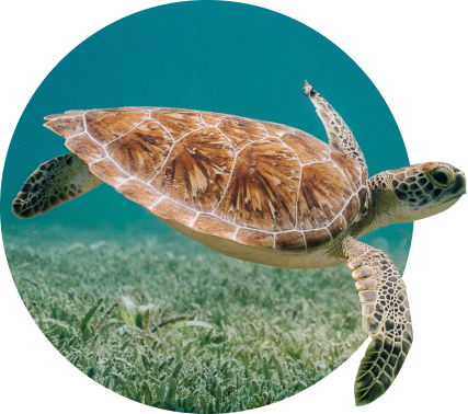 The Journey Bracelet Sea Turtle - White Howlite - STC Edition