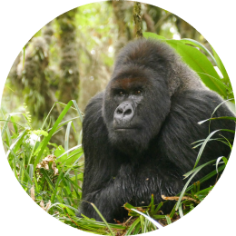 The Traverse Bracelet Gorilla - Rainforest Green