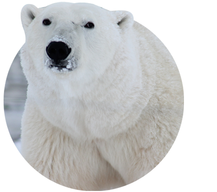 The Venture Bracelet Polar Bear - Arctic White