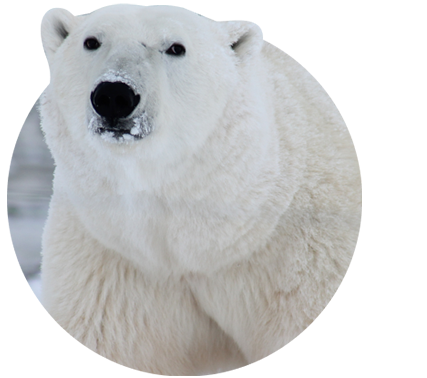 The Venture Bracelet Polar Bear - Limited Edition Northern Light Pink