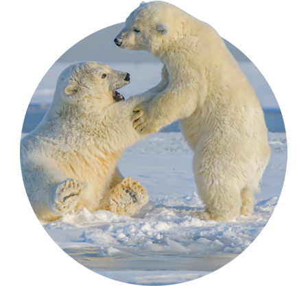 The Venture Bracelet Polar Bear - Lava Stone