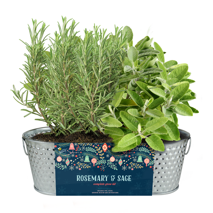 Holiday Herbs Rosemary & Sage Windowsill Grow Kit