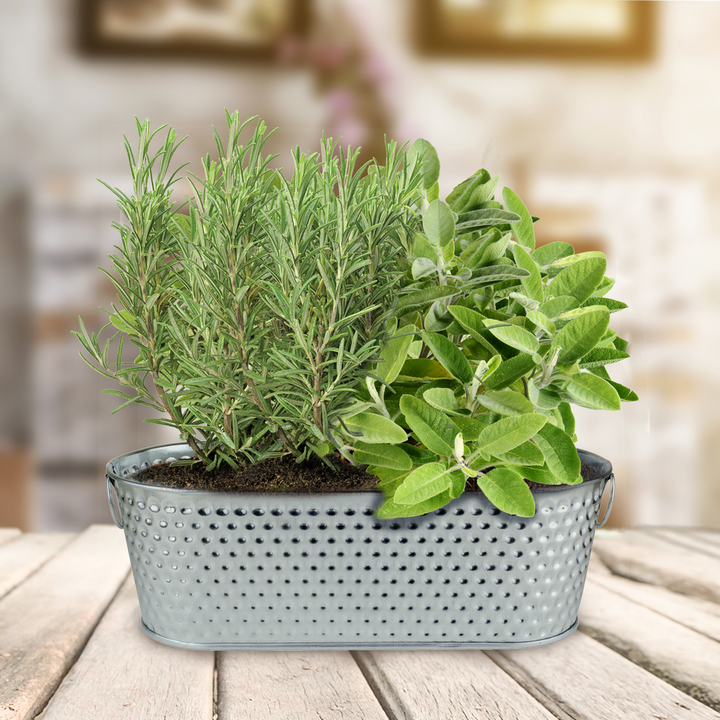 Holiday Herbs Rosemary & Sage Windowsill Grow Kit