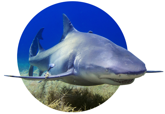 The Voyage Bracelet  Shark - Deep Blue