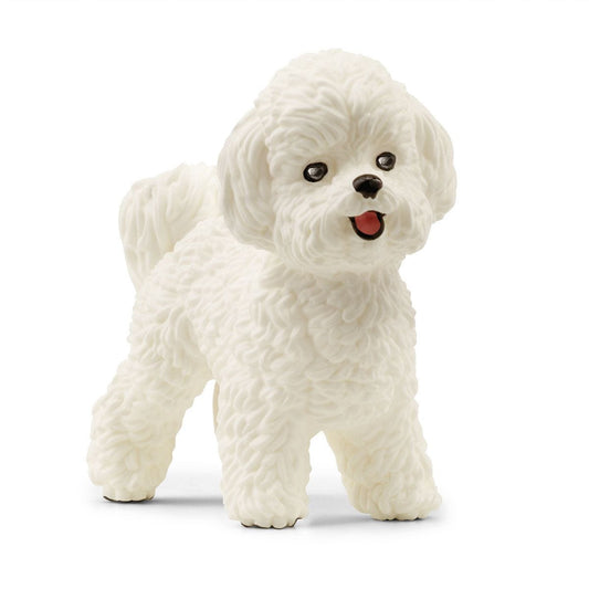 Bichon Frise 13963