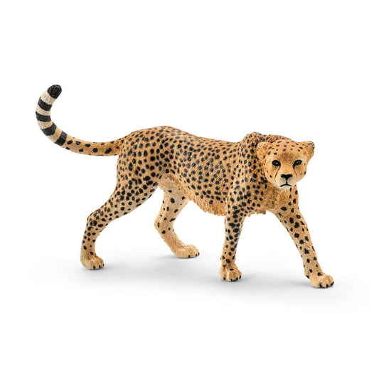 Cheetah, female 14746