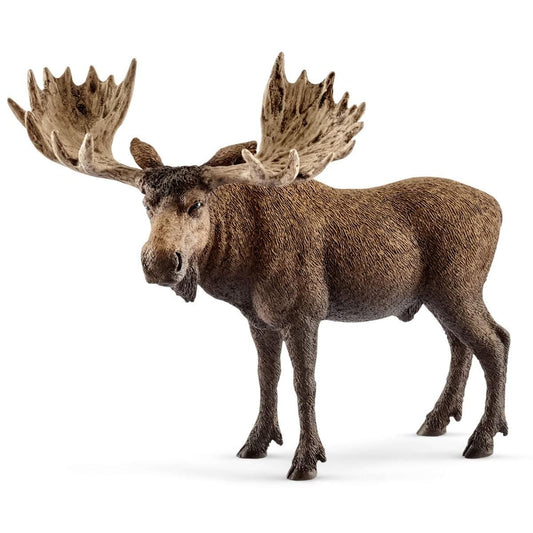 Moose bull 14781